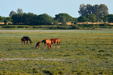 Caballos pastando en las marismas del Rocío en verano, Huelva