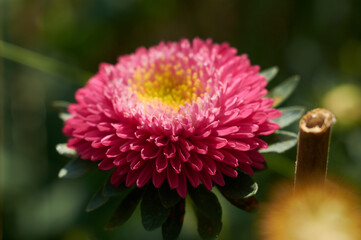 fucsia aster
