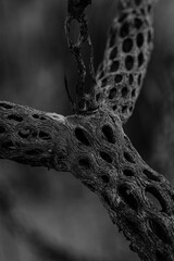 Dead Silver Cholla Cactus Abstract Pattern Macro Photography