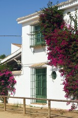 Obraz na płótnie Canvas Buganvilla fucsia en flor en El Rocio, Huelva