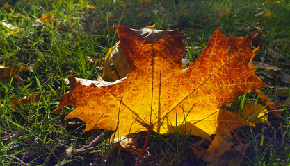 Bright colorful leaf of autumn maple tree glowing in sunlight