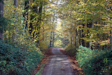 Waldweg im Herbst