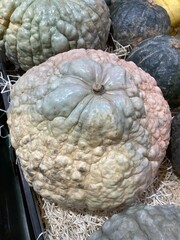 courge bernettine