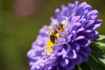 bee on an aster