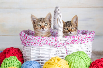 Fototapeta na wymiar Cute kitten with colorful wool balls