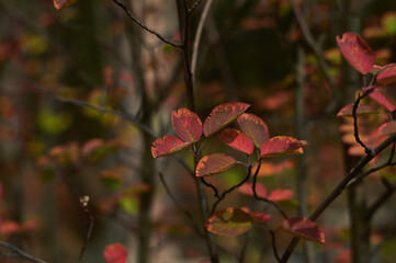 autumn leaves