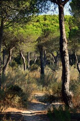 Fototapeta premium Pinares de Mazagón, Huelva