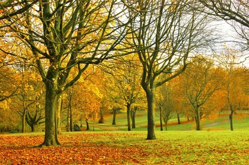 autumn trees in the park