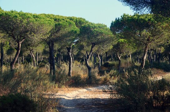 Pinares de Mazag&oacute;n, Huelva