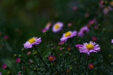 Michaelmas daisy