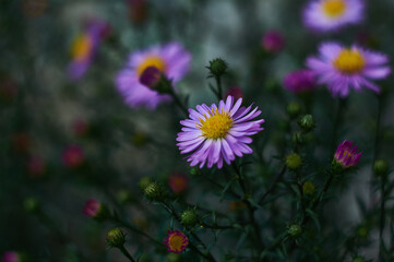 Michaelmas daisy
