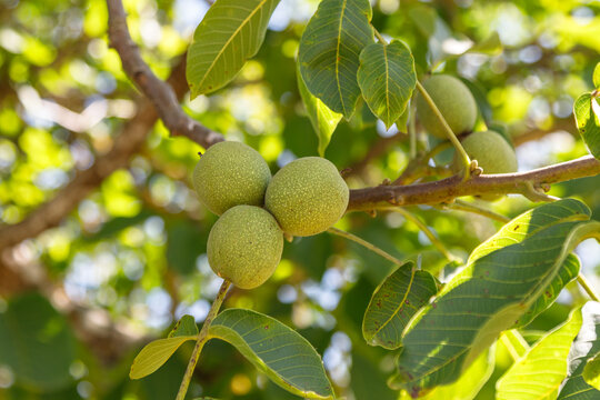 Green walnuts on a branch of a walnut tree. Close up.