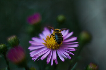 Michaelmas daisy and bee