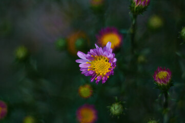 Michaelmas daisy