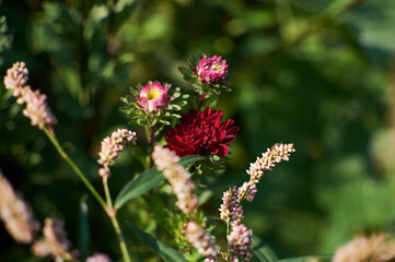 purple asters