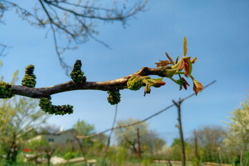 Spring tree branch