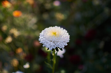 white aster