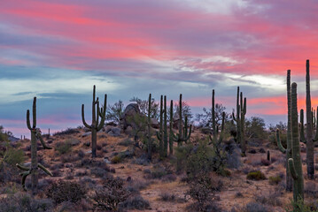 Stand of Saguaro cactus at Surise time near Phoenix
