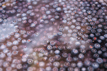 Side view of blueberries floating in water