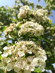 hawthorn, whitethorn - biancospino