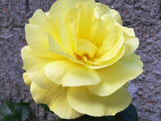 yellow rose - rosa gialla