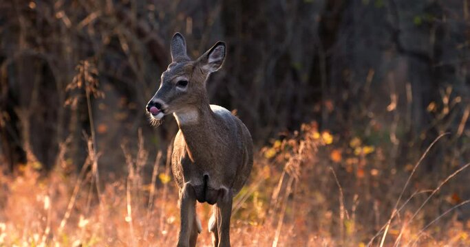 a lone young deer is alert for danger as its ears swivel on a fall day at sunset