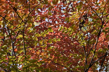 Kousa dogwood autummn leaves / Cornaceae deciduous tree