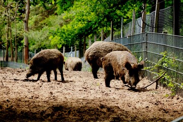 Wildschweine