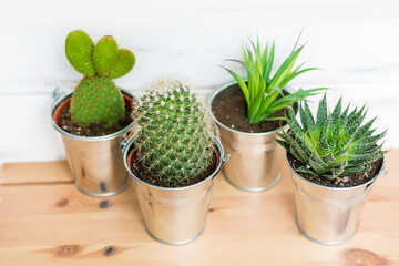 Cacti Flowers in a Small Pots.Home Decoration with Succulent Plants 