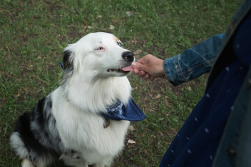  Hand feeding australian shepherd closeup portrait in summer field