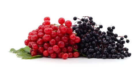 Viburnum and elderberry berries.