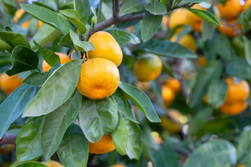 Close up of tangerine trees in the garden, selective focus