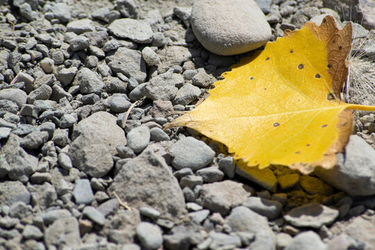 Yellow Leaf on Stones - Closeup of Fall Leaf of Ground