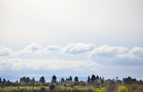 Landscape With Sky and Clouds - Really Fluffy Clouds over Trees