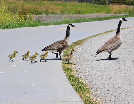 Family of Geese - Two Geese Leading Babies to Water