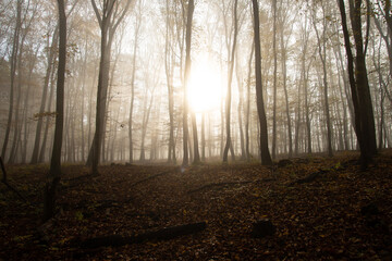 Misty forest in November morning