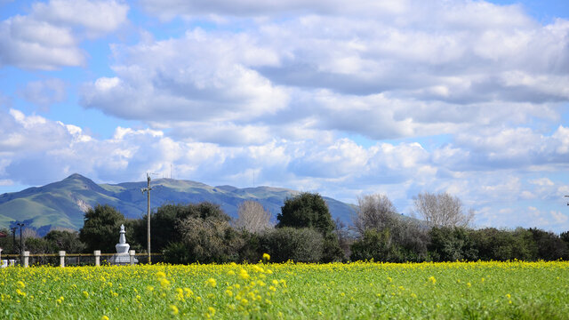 Beautiful Landscape With Flowers - Sky Filled with Fluffy Clouds over a Hills in Background