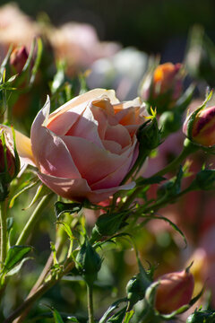 Pink Rose in Garden - Flowery Background