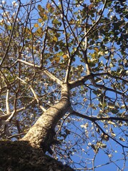 tree in the park