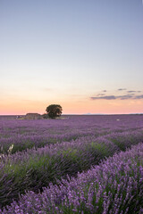 Fototapeta premium Lavender fields in Brihuega, Spain