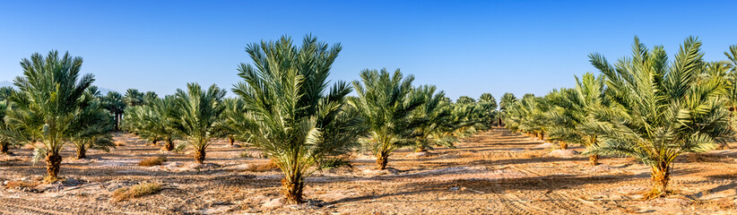 Fototapeta na wymiar Panorama. Plantation of date palms for healthy food is rapidly developing agriculture industry in desert areas of the Middle East