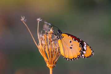 Sultan butterfly on plant ; Danaus chrysippus butterfly