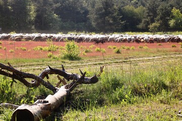 Schafe auf der Waldheide