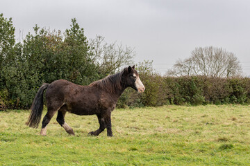 Beautiful Gypsy Vanner horse standing on the field