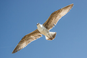 a lone gull flies in the blue sky