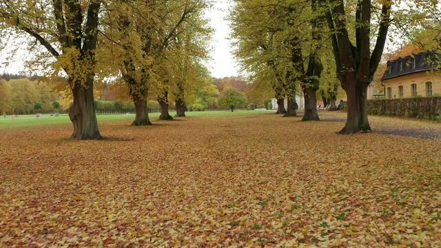 Falling leaves of trees in slow motion shot. Alley with large huge tree trunks flying or gliding drone shot over yellow orange and golden nature in fall season