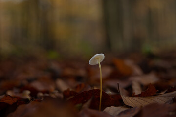 autumn forest mushrooms in November