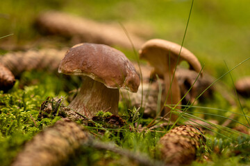 mushrooms on the moss in forest