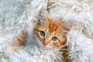 Cute orange kitten