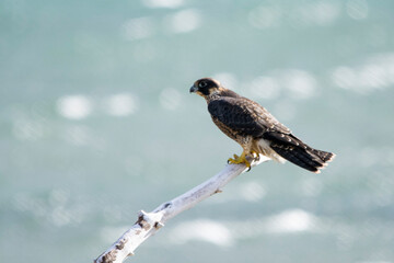 Peregrine Falcon (Falco peregrinus)